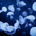 愛 ﹕ solace ⸝⸝⸝ nitro , giveaways Discord server banner