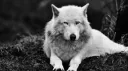 Wolfpack 3.0 banner