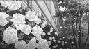 𝐌𝐢𝐥𝐤𝐤𝐃𝐮𝐝𝐬𝐬ᥫ᭡. Banner