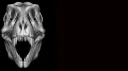 DinosAfterDark SemiRealism banner