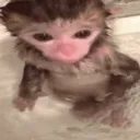 -ˋˏMønøambiente Banner