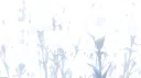Project ๐ฏ๐ป๐ฎ๐ช๐ด๐ Discord server banner