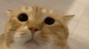 cat sticker central 1 banner