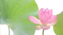 nima (18+) banner