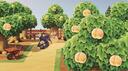 Coco Paradise Banner