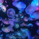 ﹒jelly﹒ 🫧 Banner