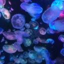  ﹒jelly﹒ 🫧 Banner