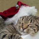 mittenz! | NITRO GIVEAWAY !! Banner