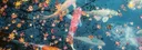 tae's profile banner