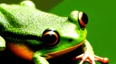 жаба жлоб banner