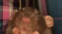 Hamster's Cage banner