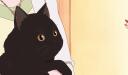 coolcats Banner