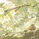 ◜◞﹒ 𝗚𝗥𝗘𝗘𝗡 𝗪𝗜𝗟𝗟𝗢𝗪𝗦﹒ Banner