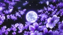 Orchids | 🪻 banner