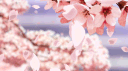🏮| SMA ❀ banner
