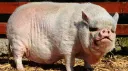 HOGS banner