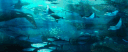 sharkeez banner