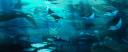 sharkeez Banner