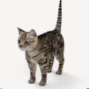 kitcord🐱 Banner