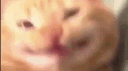 cat sticker central 2 banner