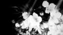Celestia server banner