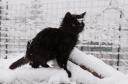 ✰ GOIRY ✰ banner