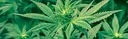 Grow a Plant#1622 banner