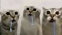 The Fuzz server banner