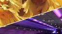 ⩠ ― FLIPSIDE ― ⩢ Banner