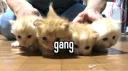 impact | chat, gaming, 17+ banner