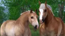 Bridlepath banner
