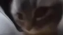 Nhà Tù Meow Meow TVK banner