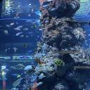 Oceania𓆝 𓆟 Banner