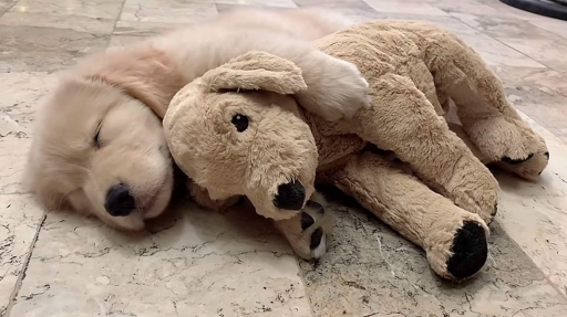 sad shemale circlejerk 3.0!!! Discord server banner