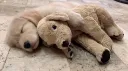 Puppy Palace banner