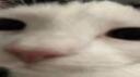 先知是皇上 Banner