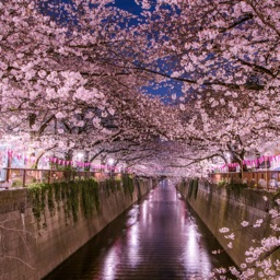 hiragana! Discord server banner