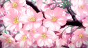 ❀ Maddy’s Luv Club ❀ banner
