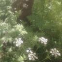  ˖ ࣪ ‹ Sтrαwвerry Sтαвle 𖥔 ࣪ ₊˚ Banner