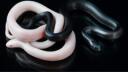  Snake ville  Banner