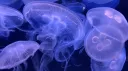 Nautilus Bay Discord server banner