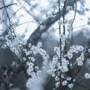  ʀᴘ | 𝐓𝐡𝐞 𝐒𝐜𝐡𝐨𝐨𝐥 𝐨𝐟 𝐓𝐡𝐞 𝐄𝐥𝐢𝐭𝐞 Banner