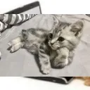 pussy fresh banner