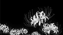 ⟡　/ nanaosaki   ꣑ৎ   nana tag 🪷 Discord server banner