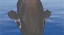 fish heads banner