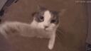 bub Banner