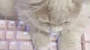 aster Banner