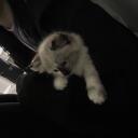 catnip Banner
