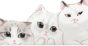 meow ฅ cats stickers ∿ emotes ฅ server banner