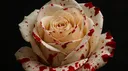 🩸 Bleeding Rose server banner